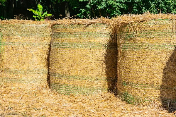 Napközben Három Szalma Szárat Helyeznek Egymás Mellé Egy Farmon — Stock Fotó