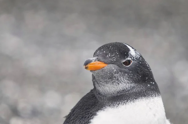 Primo Piano Della Testa Simpatico Pinguino Con Sfondo Sfocato — Foto Stock