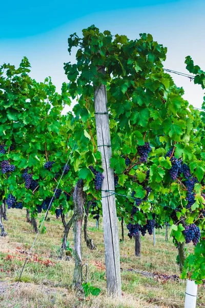 Winnica Czerwonych Winogron Pod Sunlight Błękitne Niebo Rozmytym Tle — Zdjęcie stockowe
