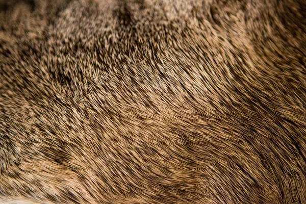 A closeup of an exotic textured fur in full-frame great to be used as a background