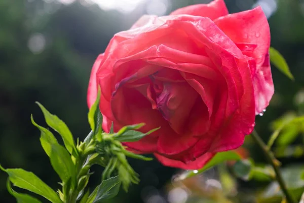 Selektywne Ujęcie Ostrości Wspaniałej Kwitnącej Różowej Róży Pokrytej Słońcem Rozmytym — Zdjęcie stockowe