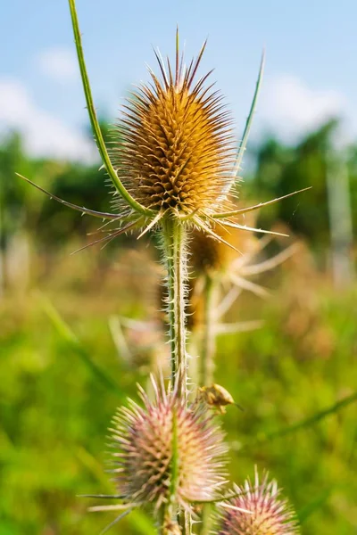 A closeup of a brown thistle plant in a field surrounded by greenery with a blurry background
