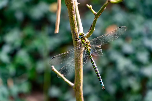 Selective Focus Shot Cute Dragonfly Sitting Branch Blurred Background — ストック写真