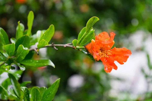 Selective Focus Shot Orange Caesalpinia Flower Blurred Background — 스톡 사진