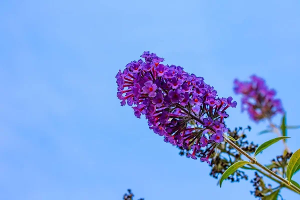 Low Angle Shot Beautiful Purple Buddleia Flower Blue Sky Background — Stock Photo, Image