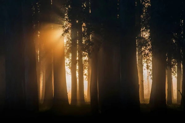 Paisaje Siluetas Árboles Bosque Durante Una Hermosa Puesta Sol Dorada — Foto de Stock