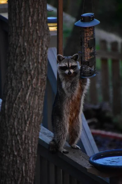 Vertical Shot Raccoon Holding Lamp Tree — Stock Photo, Image