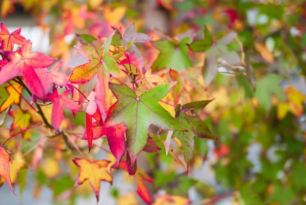 Een Close Selectieve Focus Shot Van Prachtige Herfst Bladeren Het — Stockfoto