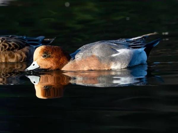 Les Beaux Canards Nageant Dans Lac Forêt Izumi Yamato Japon — Photo