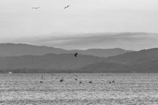 Vacker Natur Fåglar Som Flyger Över Havet Omgiven Ett Bergigt — Stockfoto