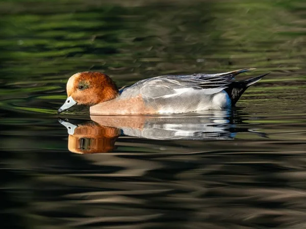 Belo Pato Nadando Lago Capturado Floresta Izumi Yamato Japão — Fotografia de Stock