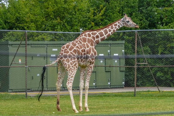 Une Girafe Dans Champ Entouré Clôtures Métalliques Verdure Dans Zoo — Photo