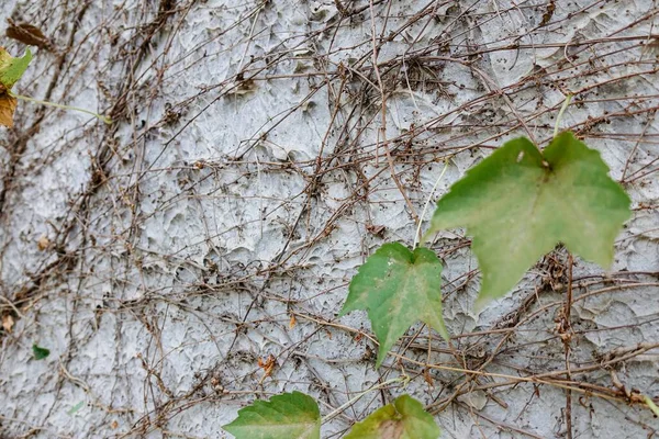 Крупный План Текстуры Стены Виноградной Лозой Зелеными Листьями Ней — стоковое фото