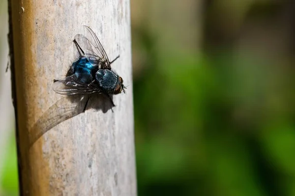 蓝瓶苍蝇 或称瓶蜂 卡利弗拉呕吐物 停在芦苇上 然后再飞 在马耳他农村的一个山谷中发现的 — 图库照片