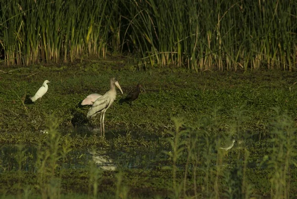 Les Différents Oiseaux Debout Sur Herbe Verte Près Marais — Photo