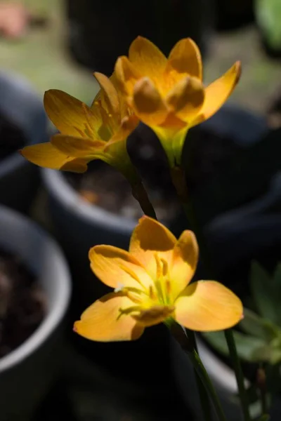 Μια Επιλεκτική Φωτογραφία Από Όμορφα Κίτρινα Λουλούδια Κρίνου Θάμνου Ένα — Φωτογραφία Αρχείου