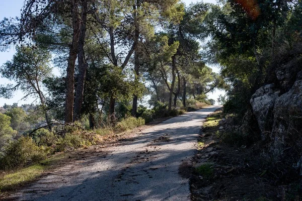 Eine Schöne Straße Die Durch Die Bäume Mitten Wald Führt — Stockfoto