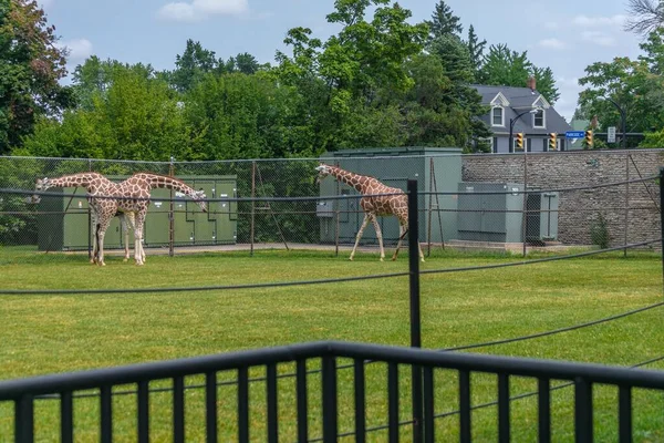 Ein Feld Mit Giraffen Darauf Umgeben Von Metallzäunen Und Viel — Stockfoto