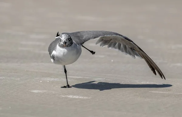 Goéland Gris Riant Avec Une Longue Aile Marchant Sur Sol — Photo