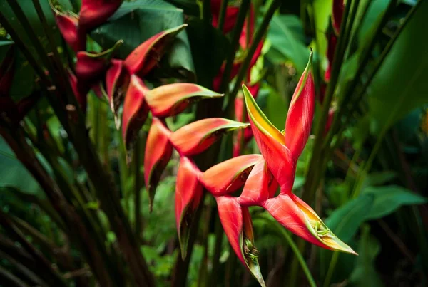 Closeup Selective Focus Shot Heliconia Flowering Plant Middle Garden — 스톡 사진