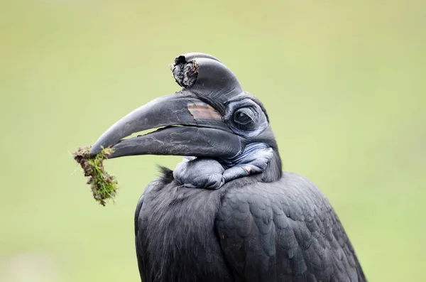 Hornbill de tierra abisinio —  Fotos de Stock