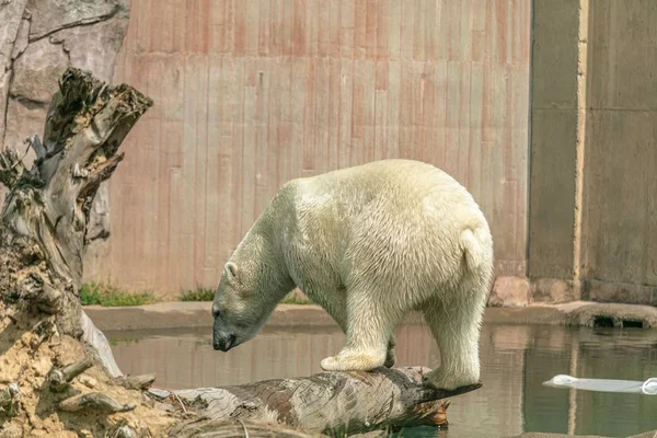 Orso Polare Piedi Ramo Albero Circondato Dall Acqua Sotto Luce — Foto Stock