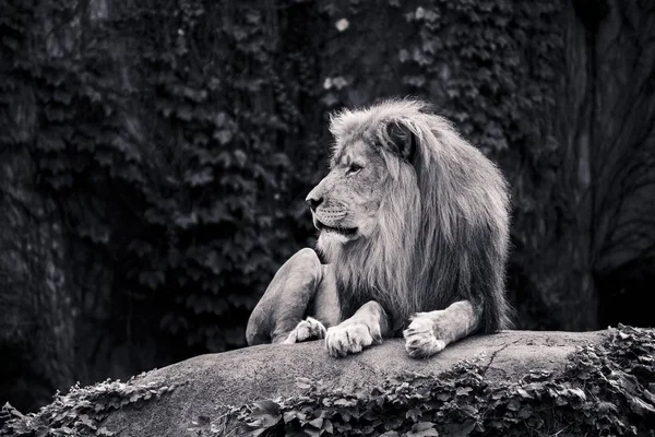 Ett Gråskaleskott Ett Lejon Som Sitter Skogen Med Ett Allvarligt — Stockfoto