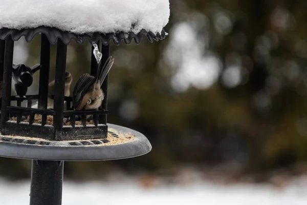 Eine Gruppe Schöner Spatzen Die Einem Vogelhaus Aus Metall Sitzen — Stockfoto