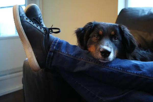 Tiro Close Cão Preto Bonito Sentado Atrás Perna Macho Jeans — Fotografia de Stock