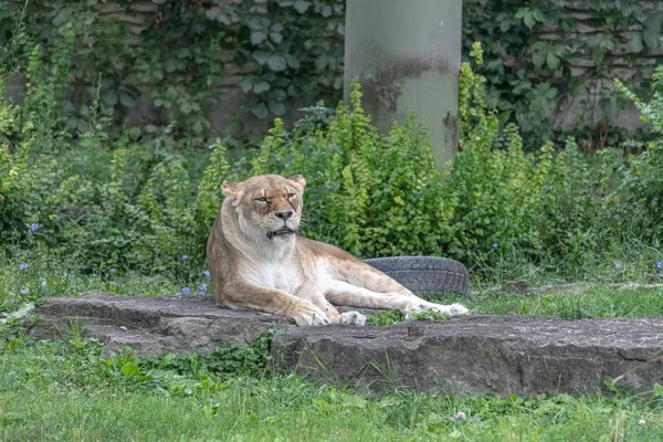 動物園の緑に囲まれた地面に座っている東アフリカのライオン — ストック写真