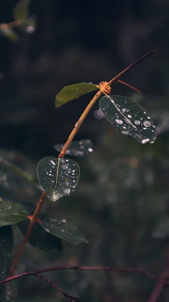 Vertical Closeup Shot Green Leaves Covered Dewdrops Blurred Background — 스톡 사진
