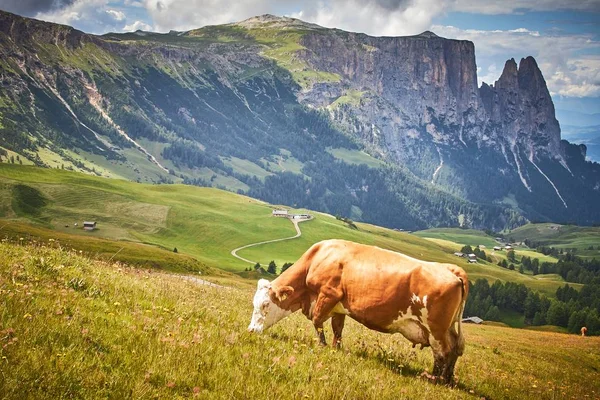 Une Vache Brune Paissant Sur Pâturage Verdoyant Entouré Hautes Montagnes — Photo