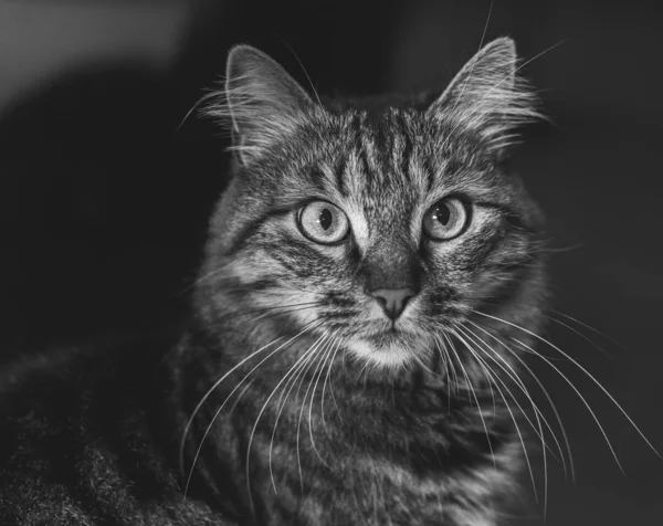 Kabarık Bir Arka Plana Bakan Tüylü Bir Kedinin Gri Pulu — Stok fotoğraf