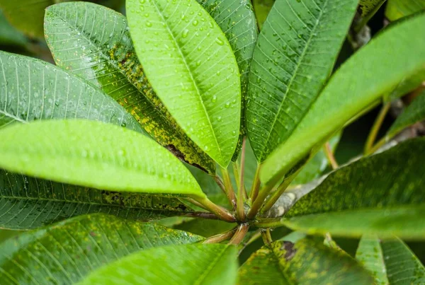 Close Tiro Foco Seletivo Uma Planta Verde Meio Jardim — Fotografia de Stock