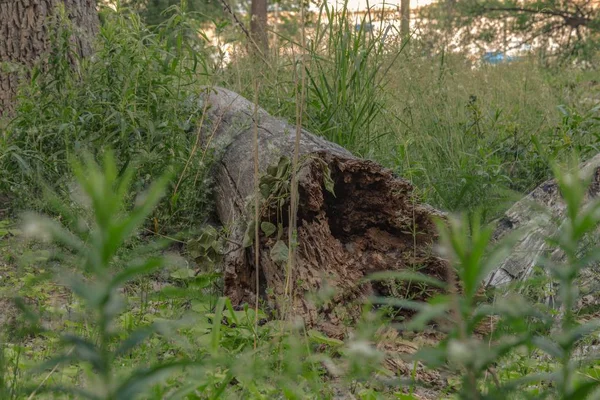 Ένα Κοντινό Πλάνο Ενός Παλιού Δέντρου Στο Έδαφος Που Περιβάλλεται — Φωτογραφία Αρχείου