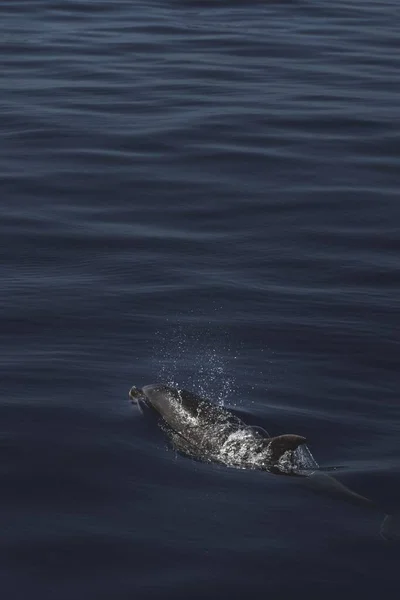 Vertical Shot Cute Kind Dolphin Swimming Calm Ocean — Stockfoto