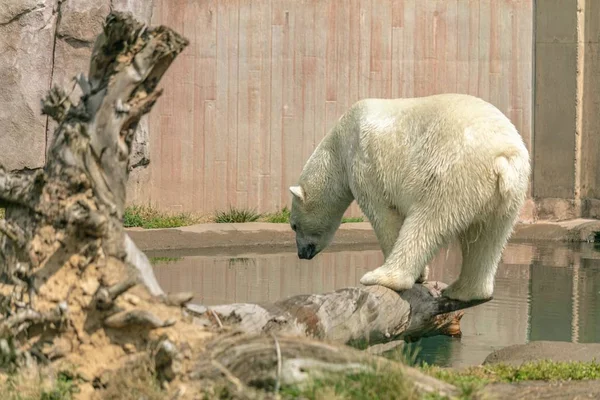 在动物园里 一只北极熊站在被阳光环绕的树枝上 — 图库照片
