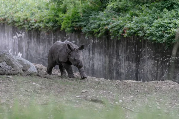 Vit Noshörning Löper Genom Ett Zoo Omgiven Trästaket Och Grönska — Stockfoto