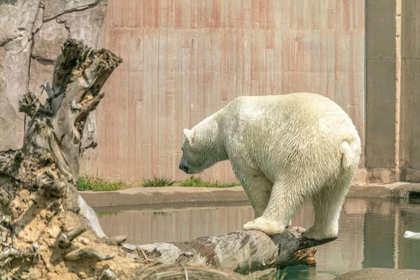 Orso Polare Piedi Ramo Albero Circondato Dall Acqua Sotto Luce — Foto Stock