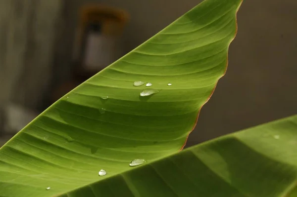 Primer Plano Hojas Verdes Con Gotas Agua Sobre Ellas Bajo —  Fotos de Stock