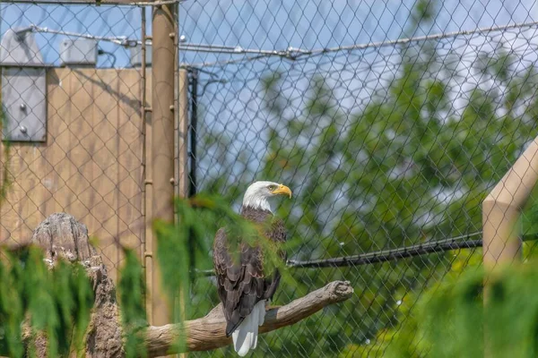 Águila Calva Sentada Una Rama Árbol Rodeada Cercas Eslabones Cadena —  Fotos de Stock