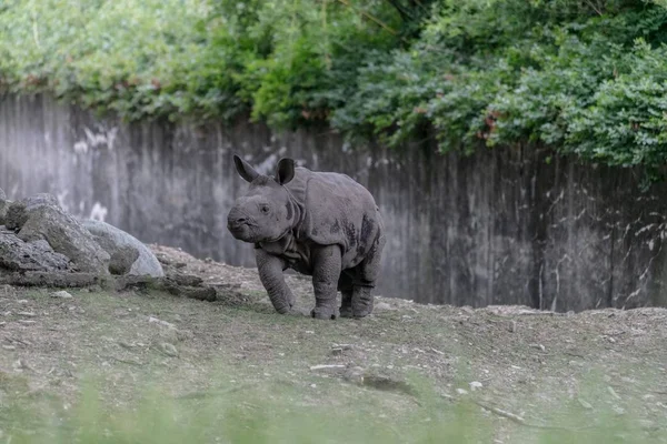 Vit Noshörning Löper Genom Ett Zoo Omgiven Trästaket Och Grönska — Stockfoto