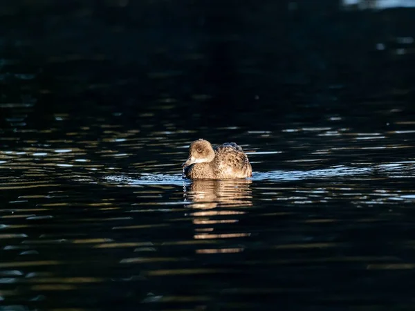 Eine Schöne Ente Die Einem See Izumi Wald Schwimmt Yamato — Stockfoto