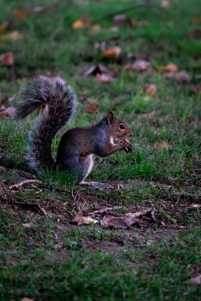 Plan Vertical Écureuil Mignon Qui Traîne Milieu Parc — Photo