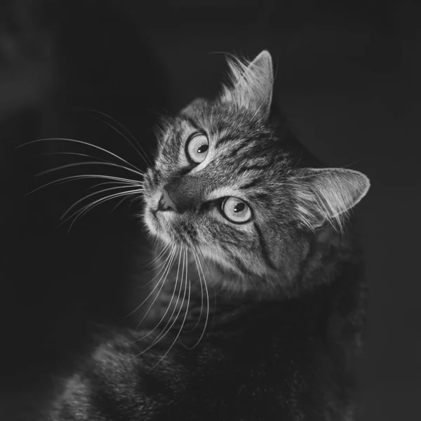 Graustufen Einer Flauschigen Katze Die Vor Einem Flauschigen Hintergrund Aufblickt — Stockfoto