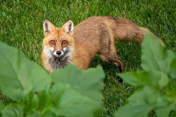 Primo Piano Una Simpatica Curiosa Volpe Selvatica Che Intrufola Giardino — Foto Stock