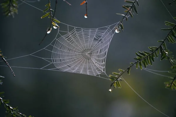 Primer Plano Enfoque Selectivo Una Telaraña Medio Del Bosque — Foto de Stock