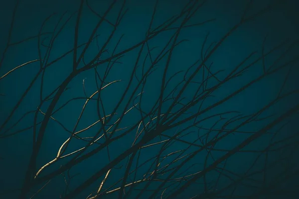 Листья Три Темно Синим Фоном Отлично Подходит Прохладных Обоев — стоковое фото