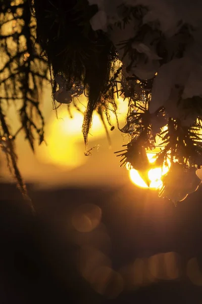 Vertikální Záběr Jedlových Větví Pokrytých Sněhem Východem Slunce Pozadí — Stock fotografie