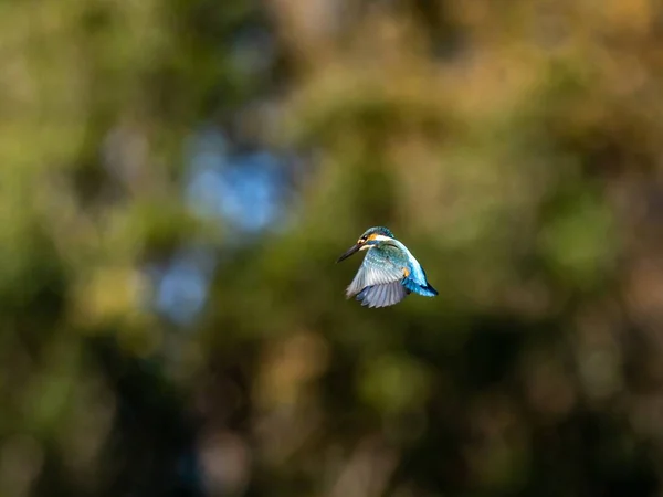 Tiro Seletivo Foco Pescador Comum Voando Acima Floresta Izumi Yamato — Fotografia de Stock